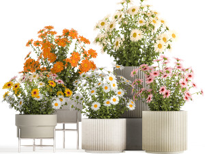Set of garden flower bushes Chamomile Chrysanthemum 1472 3D-Modell