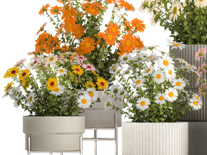 Set of garden flower bushes Chamomile Chrysanthemum 1472 3D-Modell