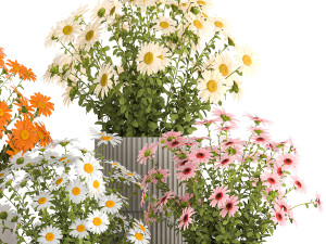 Set of garden flower bushes Chamomile Chrysanthemum 1472 3D-Modell
