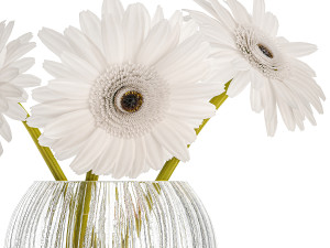 Small Bouquet Of White Flowers Zerbera Gerbera 416 3D 모델