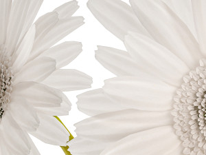 Small Bouquet Of White Flowers Zerbera Gerbera 416 3D 모델