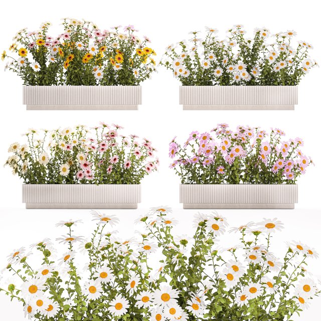 Set of garden flower bushes Chamomile Chrysanthemum 1473 Modèle 3D .c4d .max .obj .3ds .fbx .stl .blend 