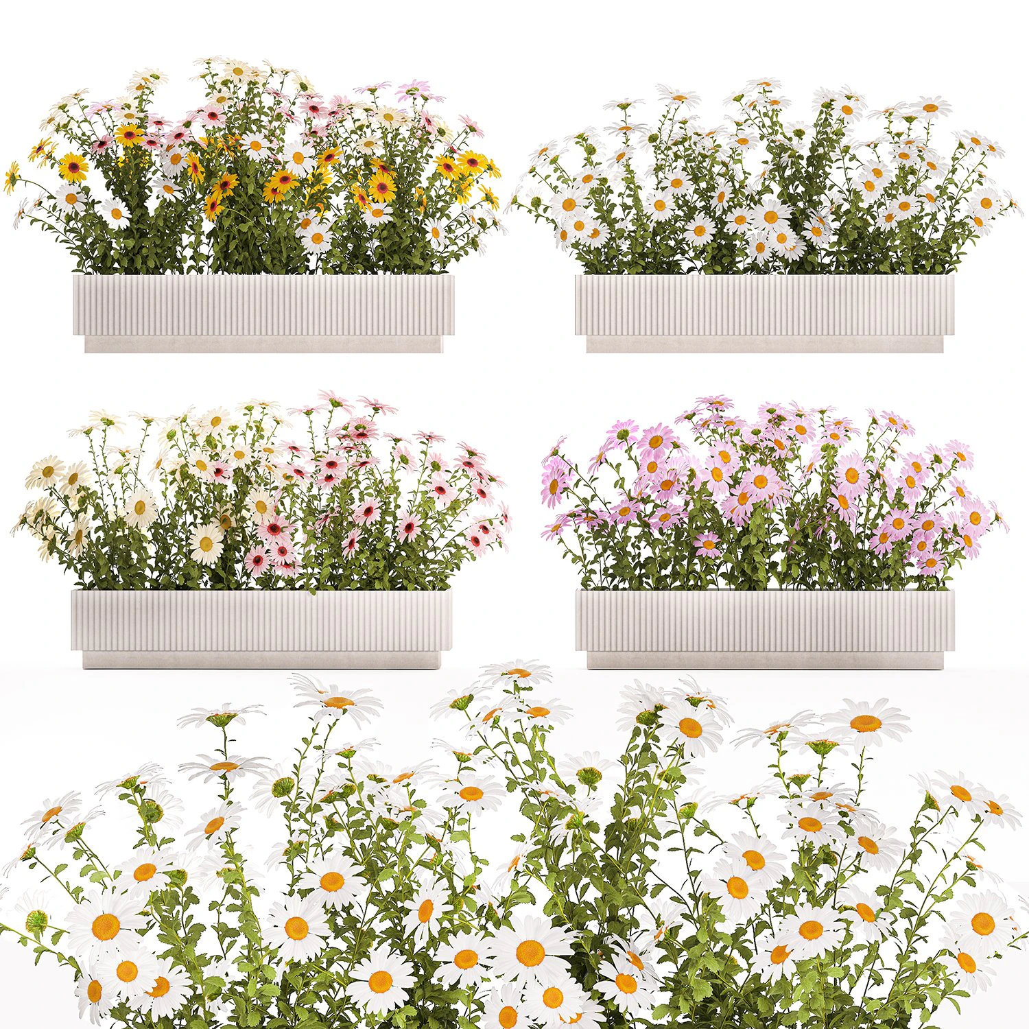 Set tuinbloemenstruiken Kamille Chrysant 1473 3D Model .c4d .max .obj .3ds .fbx .stl .blend 