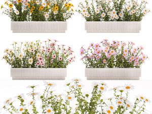 Set of garden flower bushes Chamomile Chrysanthemum 1473 3D मॉडल