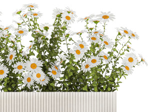 Set of garden flower bushes Chamomile Chrysanthemum 1473 Modèle 3D