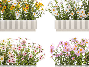 Set of garden flower bushes Chamomile Chrysanthemum 1473 Modèle 3D