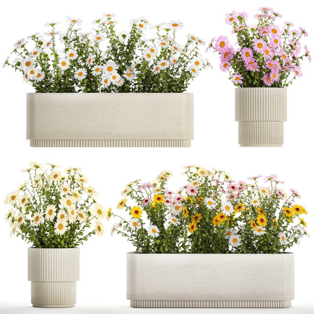 Set of garden flower bushes Chamomile Chrysanthemum 1474 Model 3D .c4d .max .obj .3ds .fbx .stl .blend 
