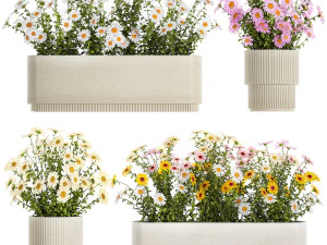 Set of garden flower bushes Chamomile Chrysanthemum 1474 3D Model