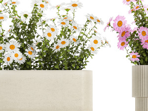 Set of garden flower bushes Chamomile Chrysanthemum 1474 Model 3D