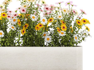 Set of garden flower bushes Chamomile Chrysanthemum 1474 Model 3D