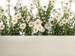 Set of garden flower bushes Chamomile Chrysanthemum 1474 Model 3D