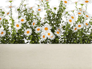 庭の花の茂みのセット カモミール菊 1474 3Dモデル