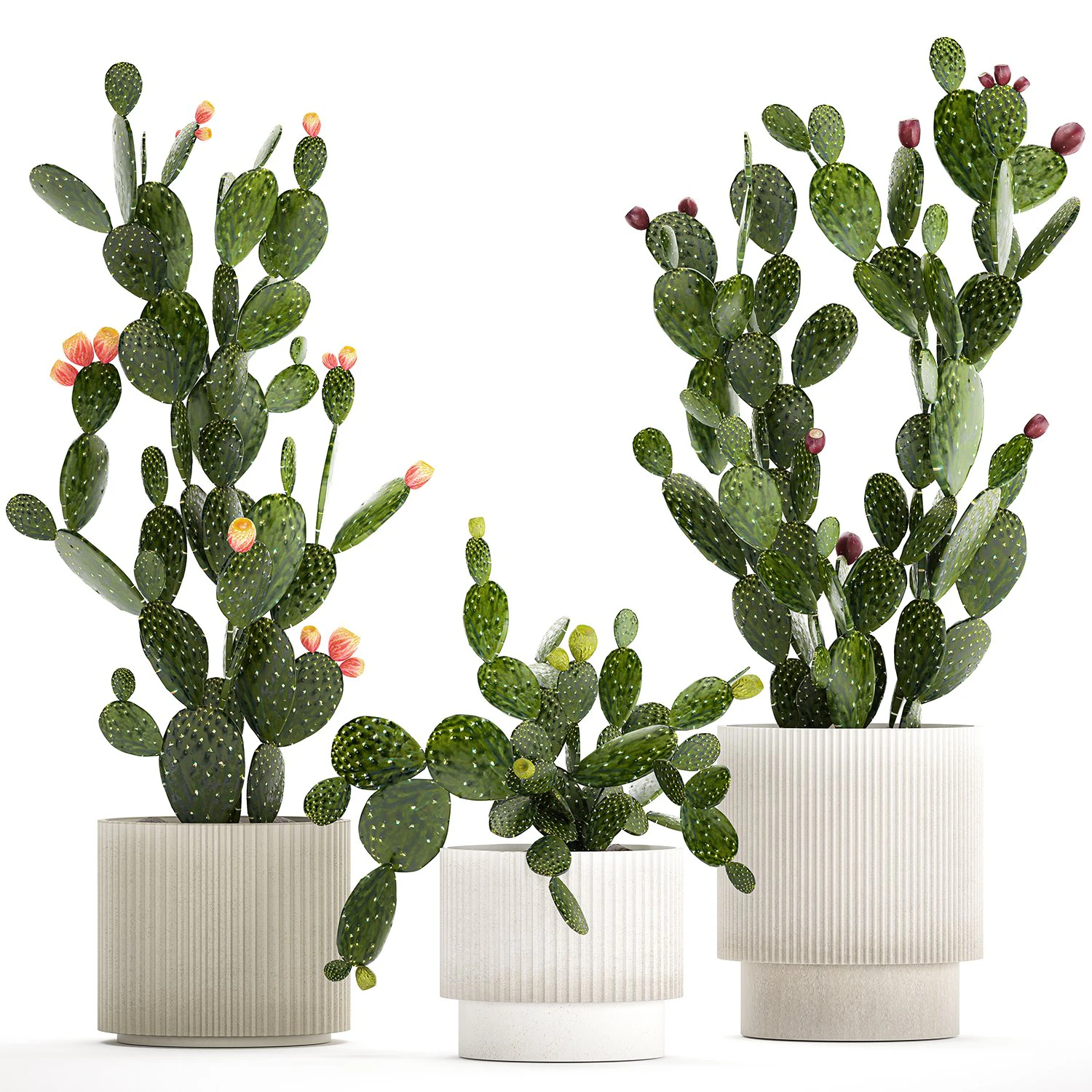 Set of cacti in white pots with Prickly pear cactus 1475 3D Model .c4d .max .obj .3ds .fbx .stl .blend 