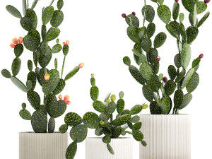Set of cacti in white pots with Prickly pear cactus 1475 Model 3D