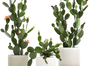 Zestaw kaktus&oacute;w w białych doniczkach z kaktusem opuncji 1475 Model 3D