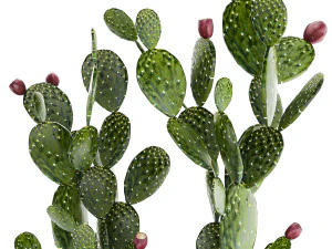 Set of cacti in white pots with Prickly pear cactus 1475 3D Model
