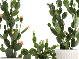 Set of cacti in white pots with Prickly pear cactus 1475 Model 3D