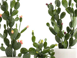 Set of cacti in white pots with Prickly pear cactus 1475 3D Model