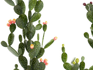 Set of cacti in white pots with Prickly pear cactus 1475 Model 3D