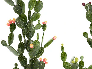 Set of cacti in white pots with Prickly pear cactus 1475 3D Model