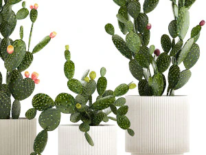 Set of cacti in white pots with Prickly pear cactus 1475 3D Model