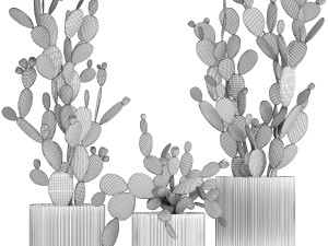 Set of cacti in white pots with Prickly pear cactus 1475 Model 3D