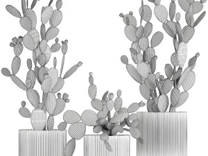 Set of cacti in white pots with Prickly pear cactus 1475 3D Model