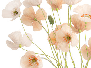 Bouquet of wildflowers in a glass vase with poppy 419 Modèle 3D