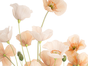 Bouquet of wildflowers in a glass vase with poppy 419 Modèle 3D