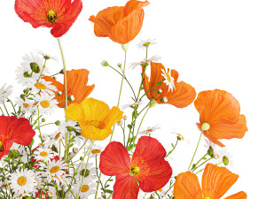 Bouquet of wild flowers Poppy chamomile daisies 422 Model 3D