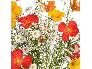 Bouquet of wild flowers Poppy chamomile daisies 422 3D Model