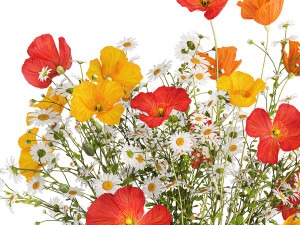 Bouquet of wild flowers Poppy chamomile daisies 422 Model 3D