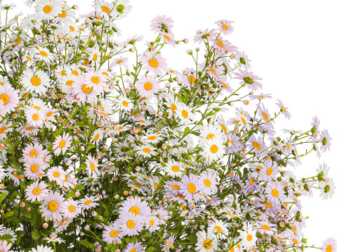 Bouquet of white wildflowers chamomile daisies vase 435 3D Модель