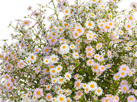 Bouquet of white wildflowers chamomile daisies vase 435 3D Модель