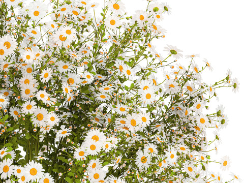 Bouquet White Wildflowers Chamomile Daisies Vase 436 3D Model