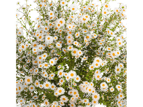 Bouquet White Wildflowers Chamomile Daisies Vase 436 3D Model
