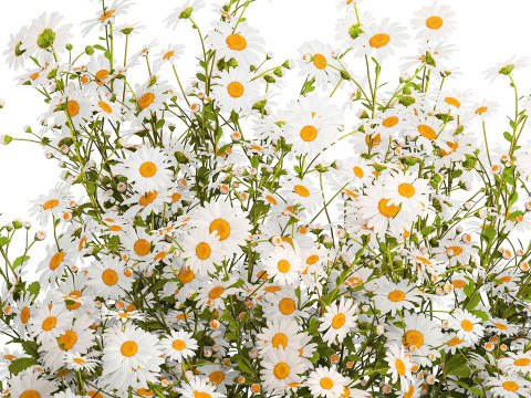 Bouquet White Wildflowers Chamomile Daisies Vase 436 3D Model