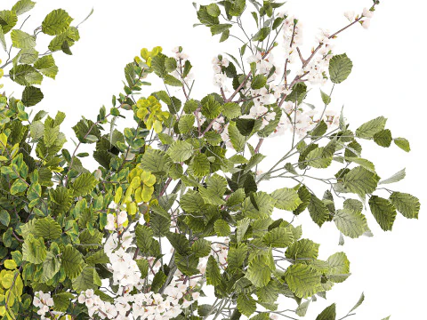 Bouquet Branch Of Cherry Blossoms Greenery Sakura 438 3D Model
