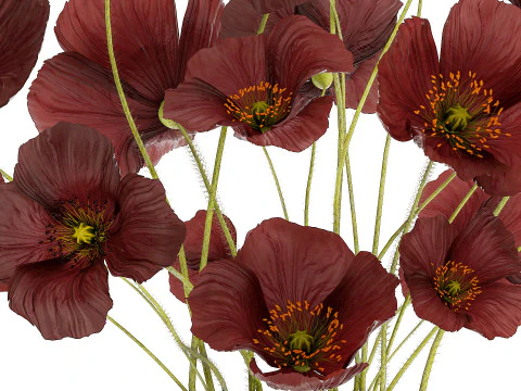 Beautiful bouquet of wild flowers in a vase with Poppy 3D Model