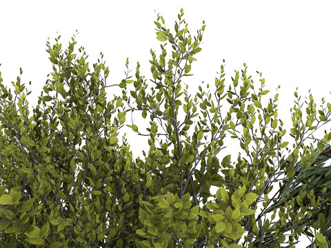 Bouquet Of Branches With Green Leaves In A Vase 441 3D मॉडल