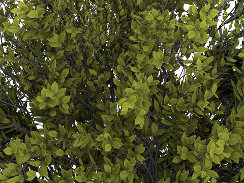 Bouquet Of Branches With Green Leaves In A Vase 441 3D मॉडल