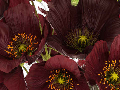 Bouquet Of Wild Flowers In A Vase With Poppy 443 3D Model