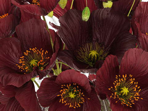 Bouquet Of Wild Flowers In A Vase With Poppy 443 3D Model