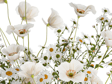 Bouquet Of White Wild Flowers Poppy Chamomile 3D Model