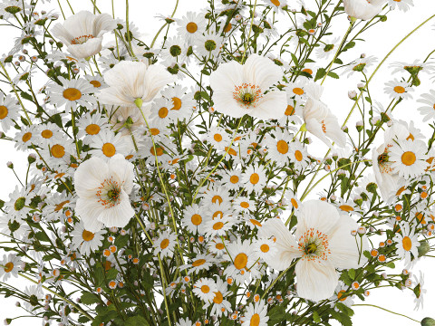 Bouquet Of White Wild Flowers Poppy Chamomile 3D Model