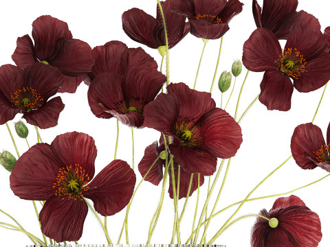 Bouquet of wild flowers in a modern glass vase with Poppy 445 3D मॉडल