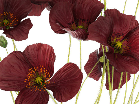 Bouquet of wild flowers in a modern glass vase with Poppy 445 3D मॉडल