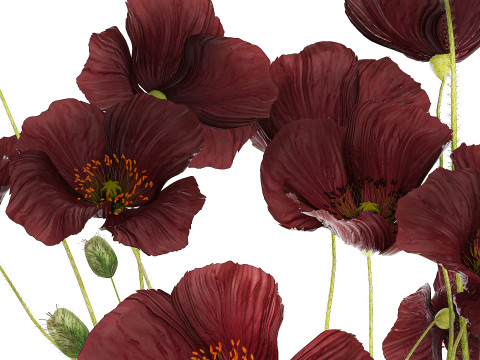Bouquet of wild flowers in a modern glass vase with Poppy 445 3D मॉडल