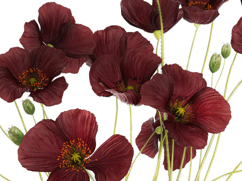 Bouquet of wild flowers in a modern glass vase with Poppy 445 3D Model