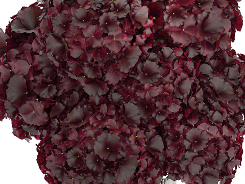 Bouquet Of Burgundy Flowers In A Vase Hydrangea 446 3D Модель
